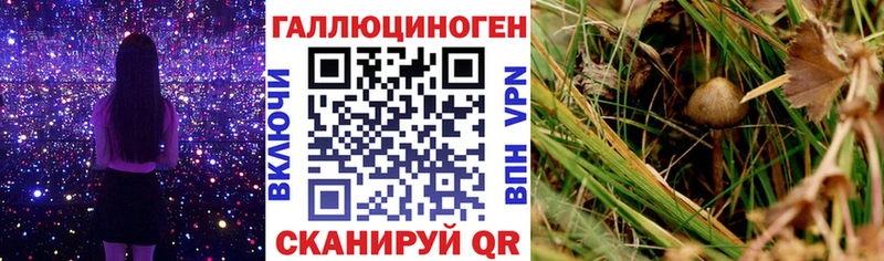 Галлюциногенные грибы Cubensis  Петрозаводск 